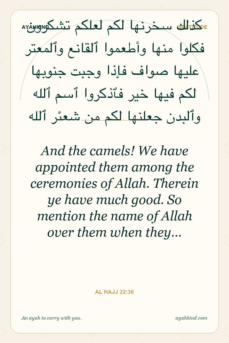 And the camels! We have appointed them among the ceremonies of Allah. Therein ye have much good. So mention the name of Allah over them when they… — Al Hajj 22:36