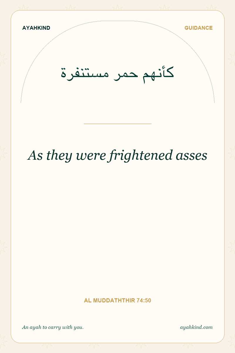 As they were frightened asses — Al Muddaththir 74:50