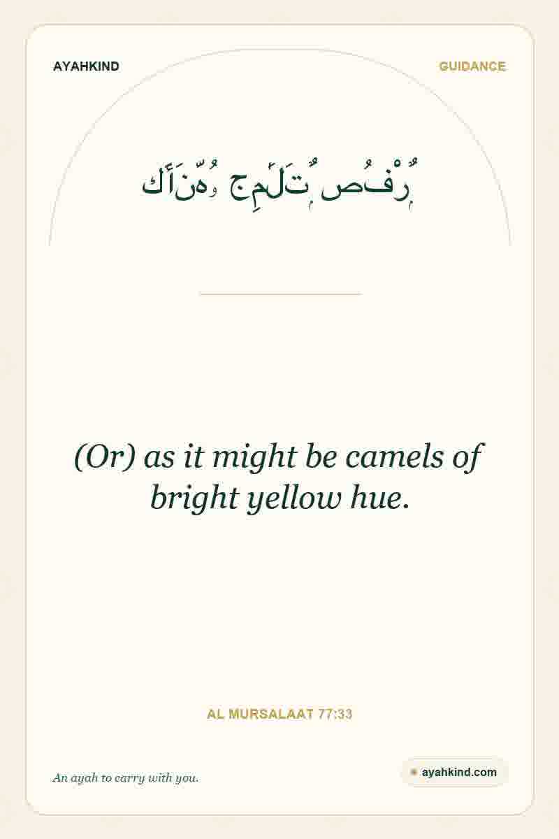 (Or) as it might be camels of bright yellow hue. — Al Mursalaat 77:33