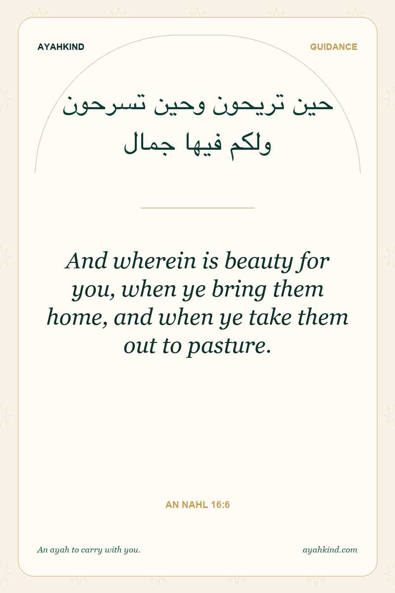 And wherein is beauty for you, when ye bring them home, and when ye take them out to pasture. — An Nahl 16:6