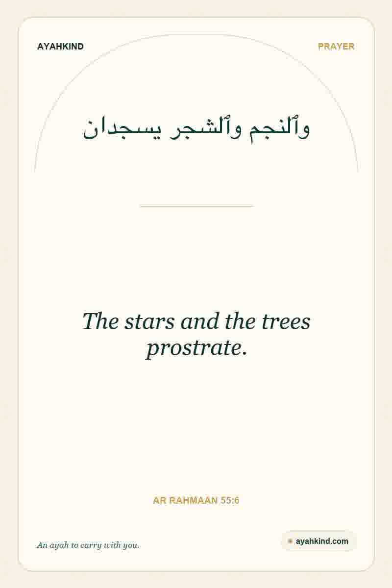 The stars and the trees prostrate. — Ar Rahmaan 55:6