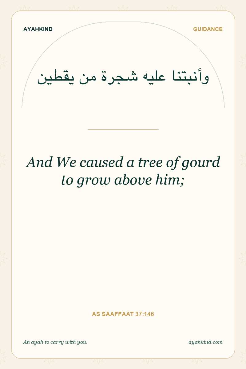 And We caused a tree of gourd to grow above him; — As Saaffaat 37:146