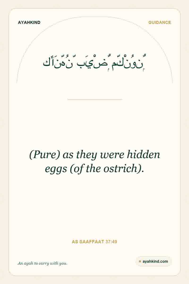 (Pure) as they were hidden eggs (of the ostrich). — As Saaffaat 37:49