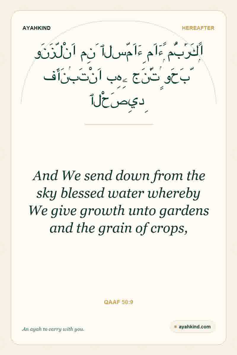 And We send down from the sky blessed water whereby We give growth unto gardens and the grain of crops, — Qaaf 50:9